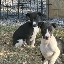 Boy 1 - Fawn brindle male Whippet puppy in Kings Mountain, North Carolina from WesAnn’s
