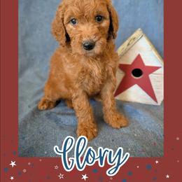Glory - Red  female Goldendoodle puppy in Coarsegold, California from Hobbit Hollow Acres