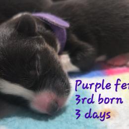 Purple - Black and white female Cardigan Welsh Corgi puppy in Lynchburg, Ohio from Old Iron Farm