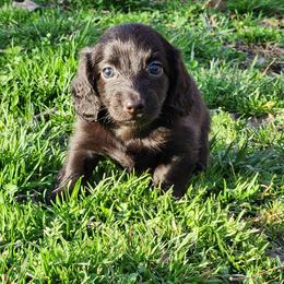 Garbanzo Bean - Black male Dachshund puppy in Mount Sherman, Kentucky from Kaleidoscope Dachshunds and Whippets