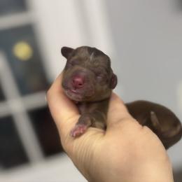 Truffles - Chocolate and tan female Dachshund puppy in Fredericksburg, Indiana from Blue River Mini Dachshunds