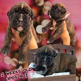 Pink - Brindle female Boxer puppy in Deland, Florida from Huntley Boxer Pieces