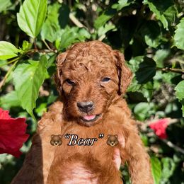Cavapoo Puppies from Aloha Paradise Poodles LLC