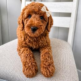 Heather - Red  female Goldendoodle puppy in Amery, Wisconsin from Cornerstone Retrievers