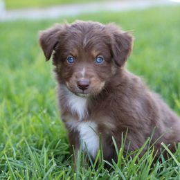 Australian Shepherd, Miniature American Shepherd, Miniature Australian Shepherd, and Toy Australian Shepherd Puppies from Painted Blue Aussies