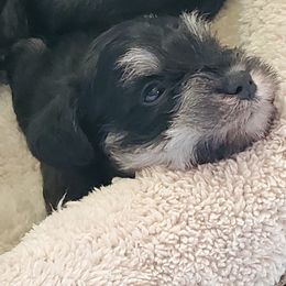Miniature Schnauzer Puppies from Gerhauzer's Schnauzers