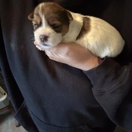 Bean - Parti male Yorkshire Terrier puppy in Cameron, Oklahoma from Jane’s Yorkies