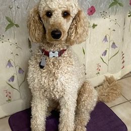 Poodles from Happy Standard Poodles