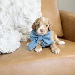 Australian Labradoodle, Bernedoodle, Double Doodle, Goldendoodle, and Labradoodle Puppies from Delta Doodless