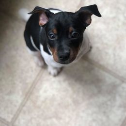 Rat Terrier Puppies from River Ridge Rat Terriers