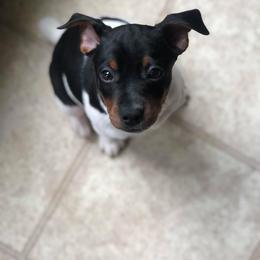Rat Terrier Puppies from River Ridge Rat Terriers