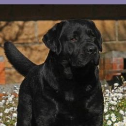 Eddy - Labrador Retriever