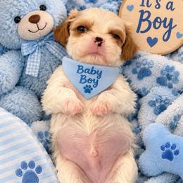 Boy blue - Blenheim male Cavalier King Charles Spaniel puppy in Melbourne, Florida from Majestic Cavaliers of Melbourne FL
