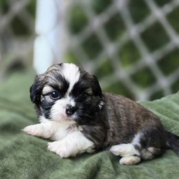 Toby - Chocolate male Shih Tzu puppy in Turbotville, Pennsylvania from Melanie's Little Lions