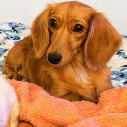 Honey- Florida only no shipping - Cream female Dachshund puppy in Lakeland, Florida from Elite Doxies Florida
