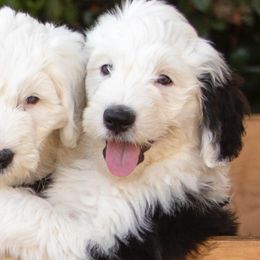 Sheepadoodles from Son of a Poodle Sheepadoodles