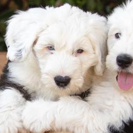 Sheepadoodles from Son of a Poodle Sheepadoodles