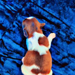 Shih Tzu Puppies from Gig Harbor Shih Tzu's