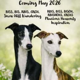 Whippet puppies from Phasion Whippets Kimberly & Paul Norton Sr.