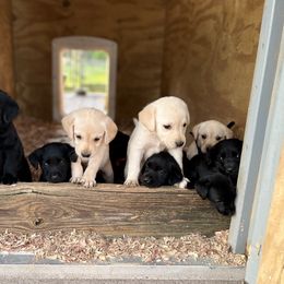 Basset Hound and Labrador Retriever Puppies from PARK’s Family Farm