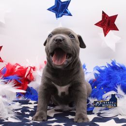 American Bully Puppies from 49th State Kennels