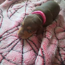 Girl 1 - Chocolate and tan female Dachshund puppy in Michigan from Amberly's Dachshunds