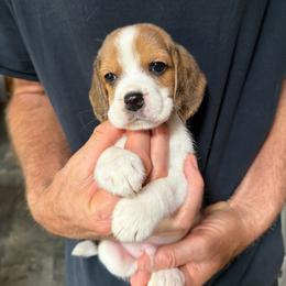 Casper - Black red and white male Beagle puppy in Rockwell, North Carolina from Knockhill Beagles