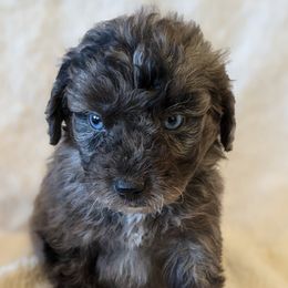 Aussiedoodles, Bernedoodles, Cavapoos, Goldendoodles, and Poodles from Southern Utah Doodles & Poodles