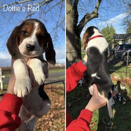 DOTTIES RED COLLAR - Black red and white male Beagle puppy in Brownsville, Oregon from Beagles on the Run