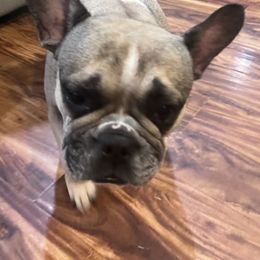 French Bulldogs from Laura's Frenchies