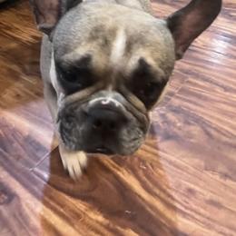 French Bulldogs from Laura's Frenchies