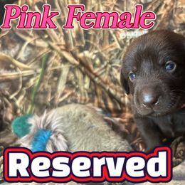 Pink - Chocolate female Labrador Retriever puppy in Moore, Oklahoma from Okiehuntinboyz Labrador Retrievers