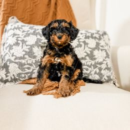 Dottie - Tri-color female Bernedoodle puppy in Sharpsburg, Georgia from Steindoodles