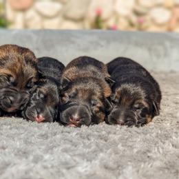 Ladybug Vom Legacy - Black and red female German Shepherd puppy in Kingsley, Michigan from Legacy German Shepherds