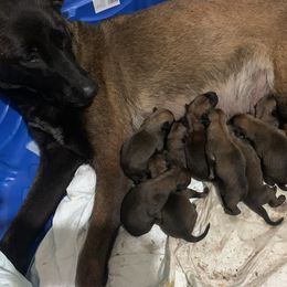 Belgian Malinois, Bull Terrier, and Dutch Shepherd Puppies from ROSC K9