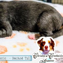 Fitch - Blue merle male Miniature Australian Shepherd puppy in Punta Gorda, Florida from Christie's Creekside Aussies