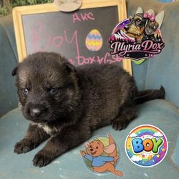 Roo - Sable male German Shepherd puppy in Livingston, Kentucky from Illyria Dox & GSD