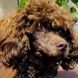 Miniature Australian Shepherds and Poodles from Furbaby Blessing AKC Toy Poodles and ASDR Mini Aussies