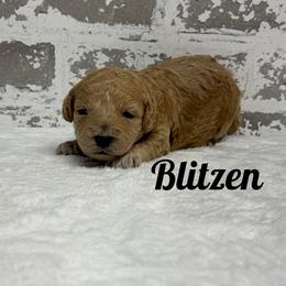 Blitzen - Apricot male Goldendoodle puppy in Nortonville, Kentucky from Deb’s KY Doodles