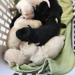 Labrador Retriever Puppies from Maggie's Labs