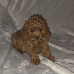 Missy - Red female Cavapoo puppy in Dewey, Oklahoma from Lebel Cavapoos