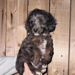 Jane - Blue merle female Aussiedoodle puppy in Churchill County Fallon, Nevada from Card Family Ranch