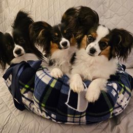 Papillon Puppies from Finale Farm Papillons
