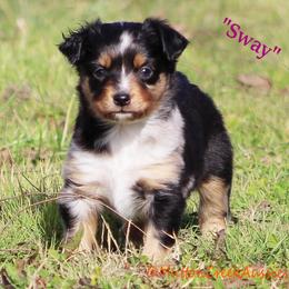 Miniature Australian Shepherd Puppies from Mutton Creek Aussies