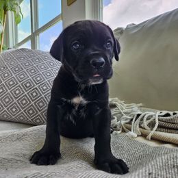 Black female - Black female Cane Corso puppy in Jacksonville, North Carolina from Coliseum de Cassiope