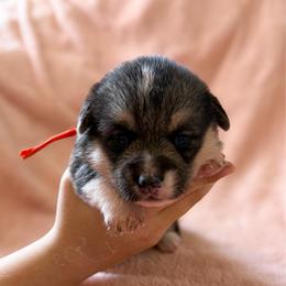 Baby boy red - Black and tan male Pembroke Welsh Corgi puppy in Saint Johns, Florida from Colebrooke Farm