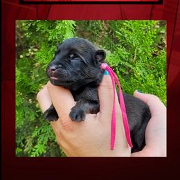 Rogue - Red sable female Belgian Malinois puppy in Chino, California from BlueStone K9