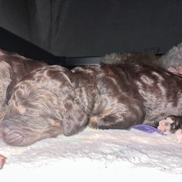 Iris - Phantom female Poodle puppy in Prosperity, Pennsylvania from Stelladoodles & Company