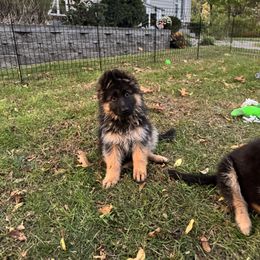 Miss Light Blue - Black and red female German Shepherd puppy in Lawton, Michigan from Free Indeed Shepherds