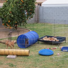 Pharaoh Hound Puppies from Du Ciel Pharaoh Hounds